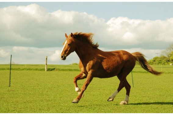 愤发有为打一个生肖