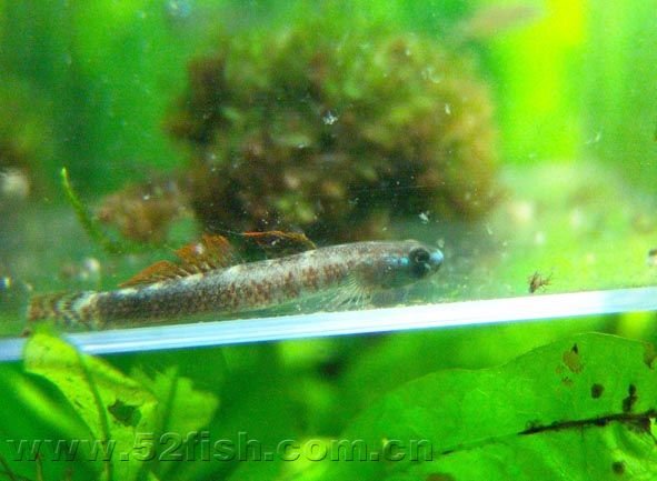 紫鳗虾虎鱼的生活习性