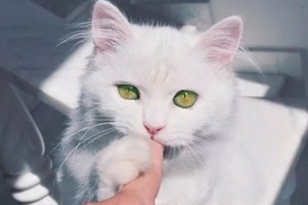 猫咪最新地域网名入口