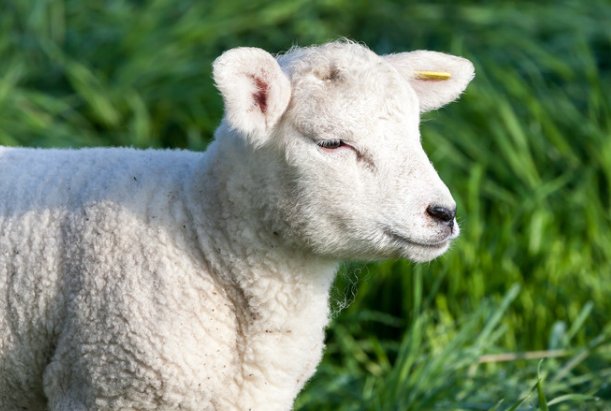 二三上下左右好是指什么生肖