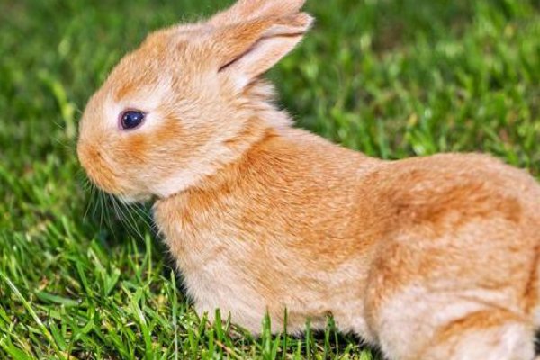 讨人喜欢的动物是什么生肖?