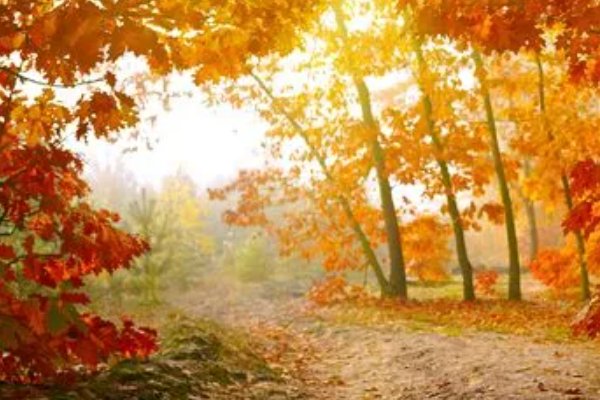 秋的声音有什么