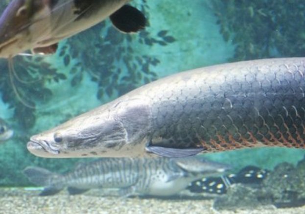 长江最凶猛的鱼类