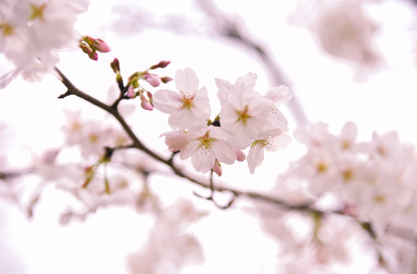 白色乳息未增删带翻译樱花