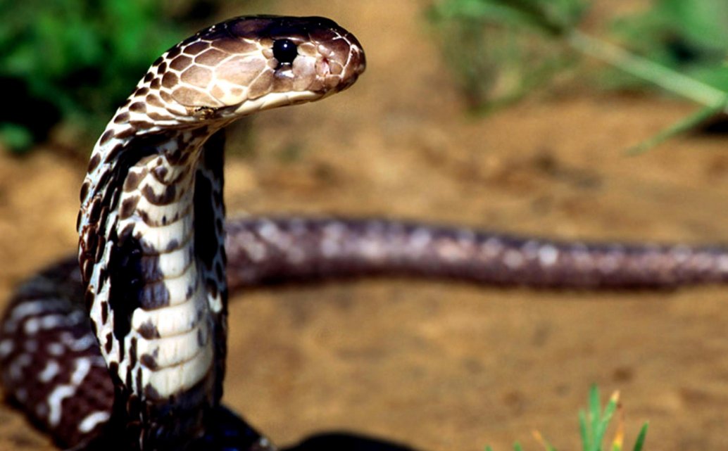 荒郊野外是什么生肖