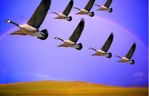 大雁什么时候往北飞？大雁北飞什么意思？