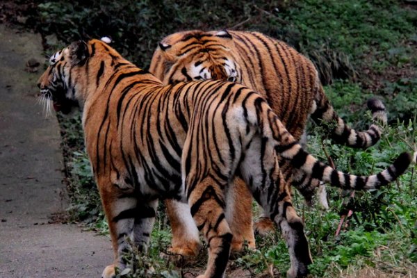 净盘将军是什么生肖