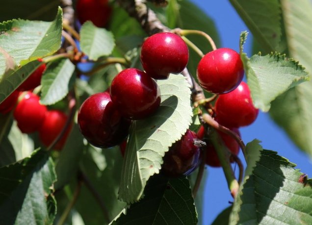 樱桃里面为什么有虫子
