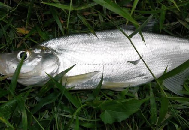 长江最凶猛的鱼类