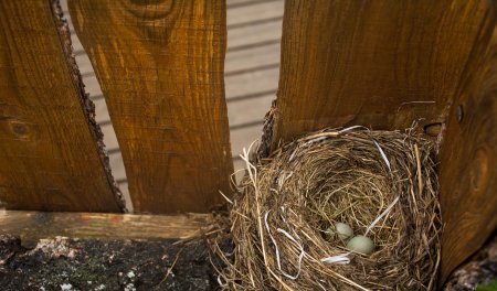 孵的拼音组词部首