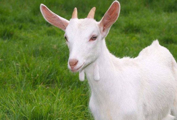 二三上下左右好是指什么生肖