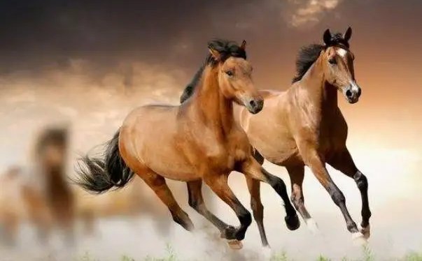 无冬无夏是什么生肖?