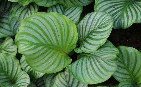 不同的叶有不同的着生方式，但无论什么植物，其相邻的两片叶总是不重叠的，而形成镶嵌式的排列，这是植物