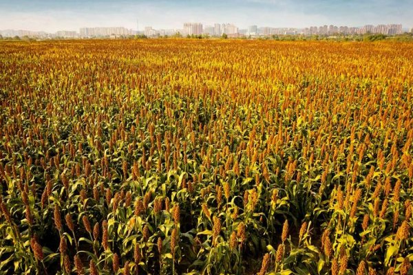 秋天的高粱熟了的描写