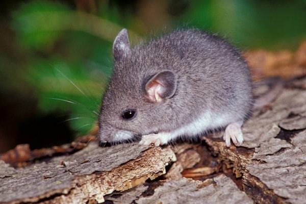 知情不报解生肖