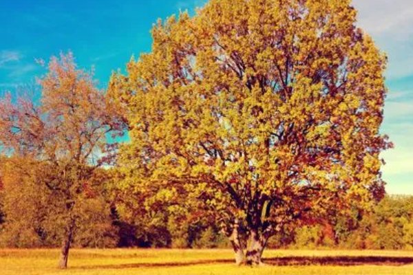 秋的声音有什么