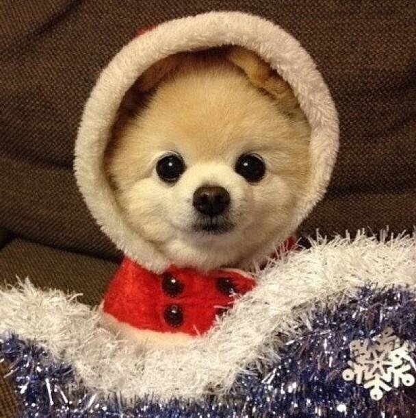 武汉宠物市场在哪里？