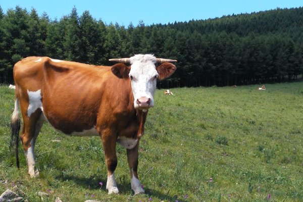 扭转乾坤打一正确生肖动物