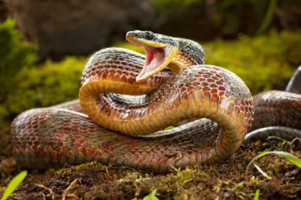 色艺双绝指一生肖