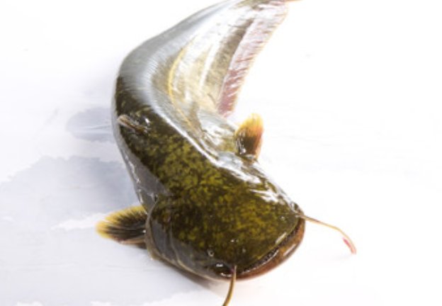 长江最凶猛的鱼类