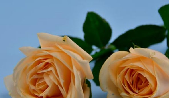 全球恋爱告白日是什么时候