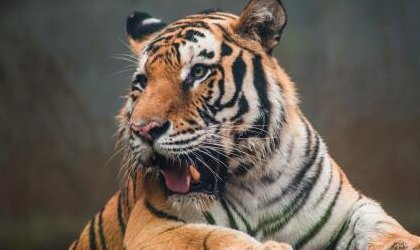 什么动物吃老虎呀？