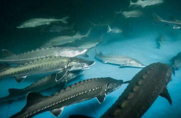 长江最凶猛的鱼类