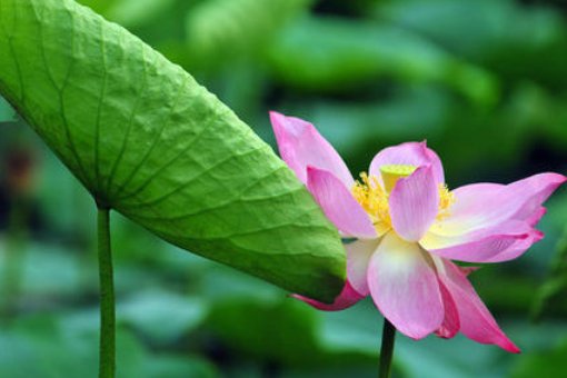 扩句：鱼儿在水中游来游去。