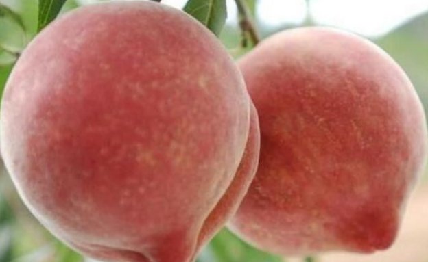 水蜜桃比喻女人什么?