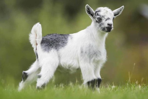 里丑捧心代表什么生肖