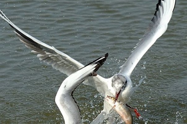鱼跃鸟飞打一生肖动物
