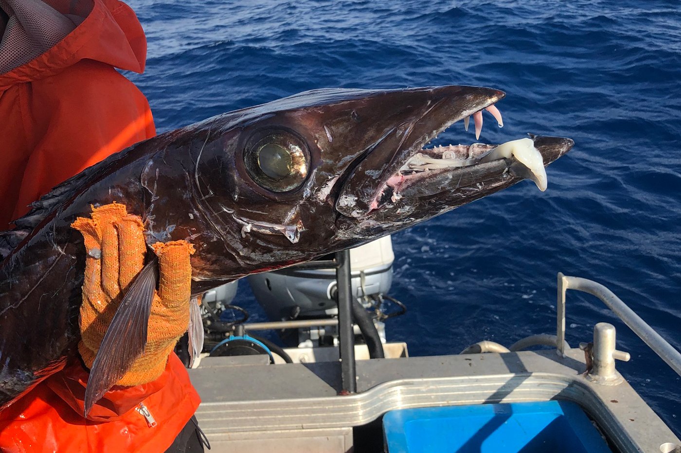 有谁知道这是什么鱼吗？