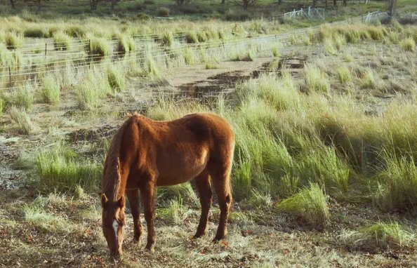 接不上茬打一最佳生肖