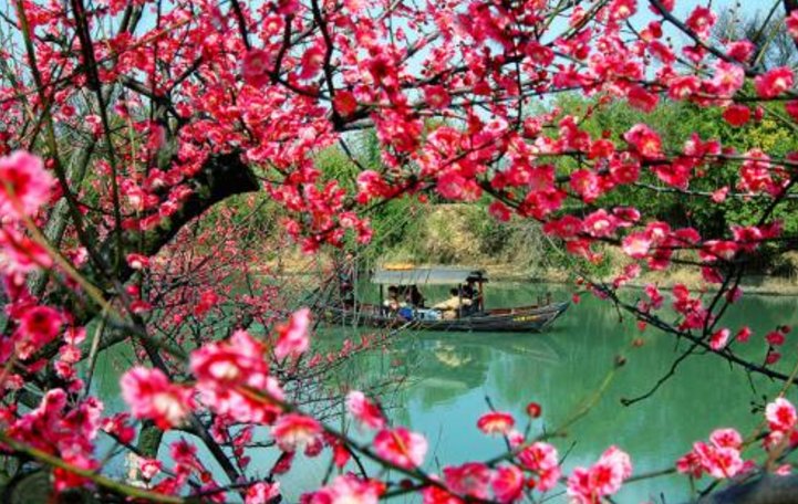 “梅花”用英语怎么说