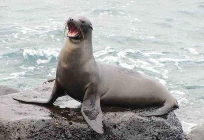 被称为海驴的是什么