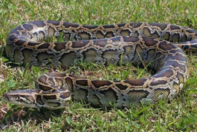 粗壮肉蟒为什么横冲直撞？