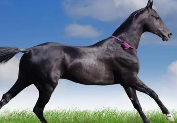 接不上茬打一最佳生肖