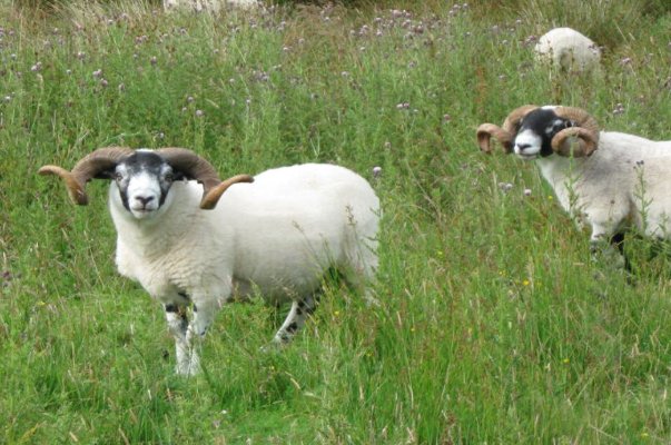 里丑捧心代表什么生肖
