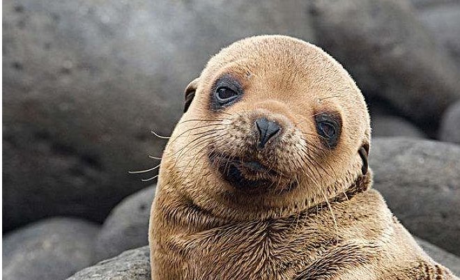 被称为海驴的是什么