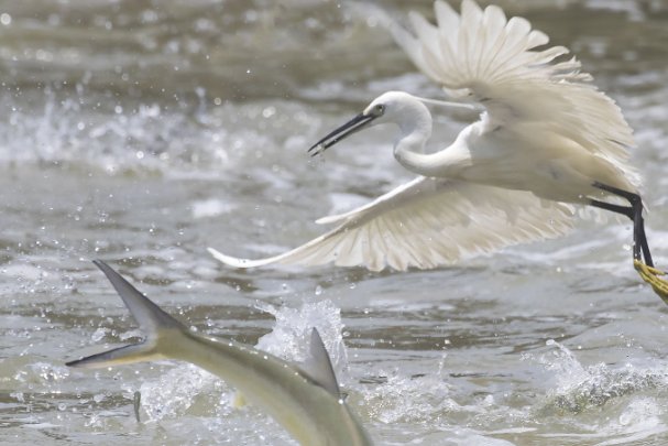 鱼跃鸟飞打一生肖动物