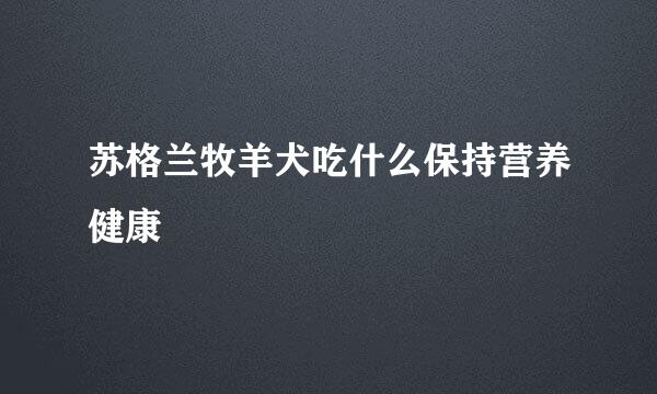 苏格兰牧羊犬吃什么保持营养健康