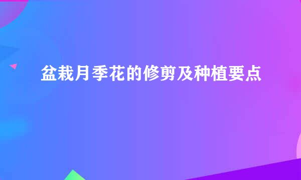 盆栽月季花的修剪及种植要点