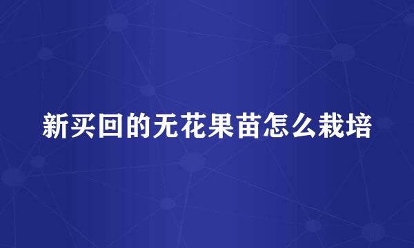 新买回的无花果苗怎么栽培