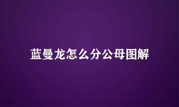 蓝曼龙怎么分公母图解