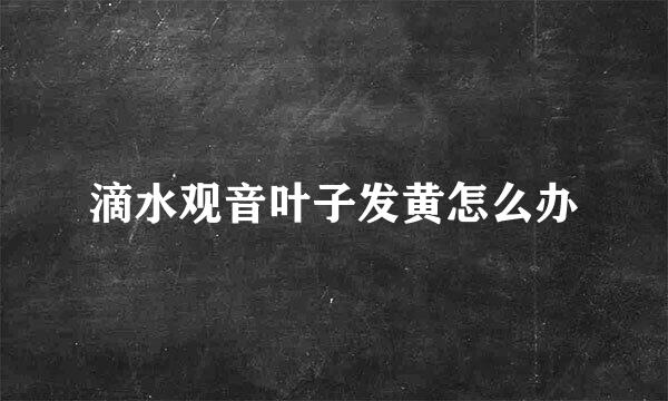 滴水观音叶子发黄怎么办