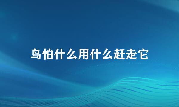 鸟怕什么用什么赶走它