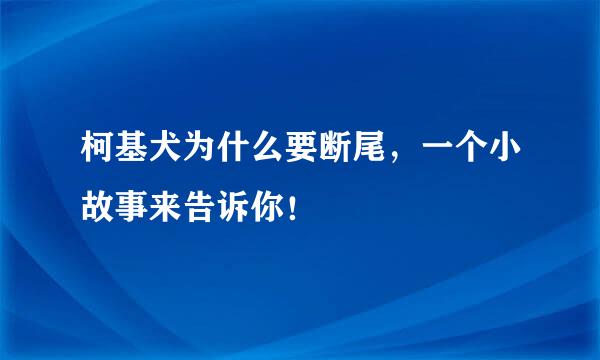 柯基犬为什么要断尾，一个小故事来告诉你！