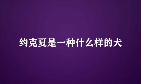 约克夏是一种什么样的犬