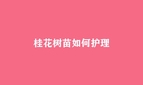 桂花树苗如何护理