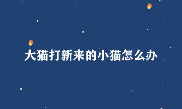 大猫打新来的小猫怎么办
